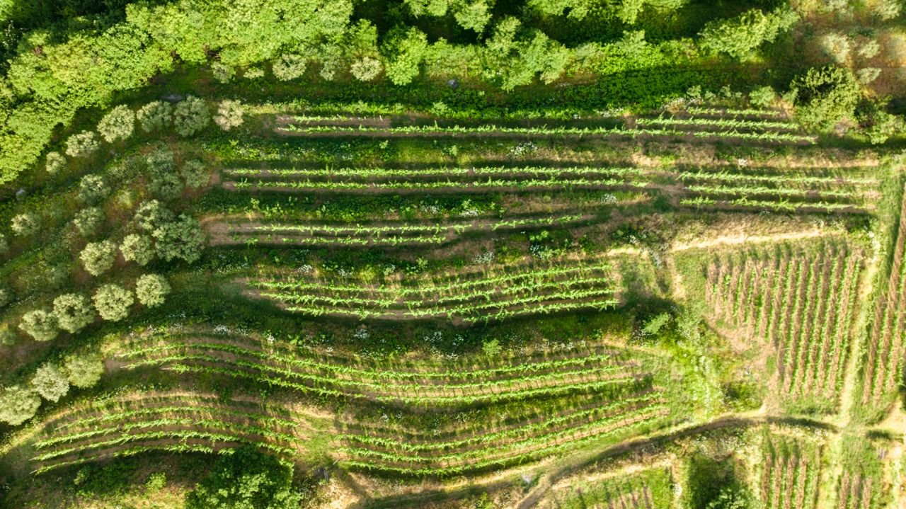 Services Stunning aerial image of terraced green fields and trees captured by drone.