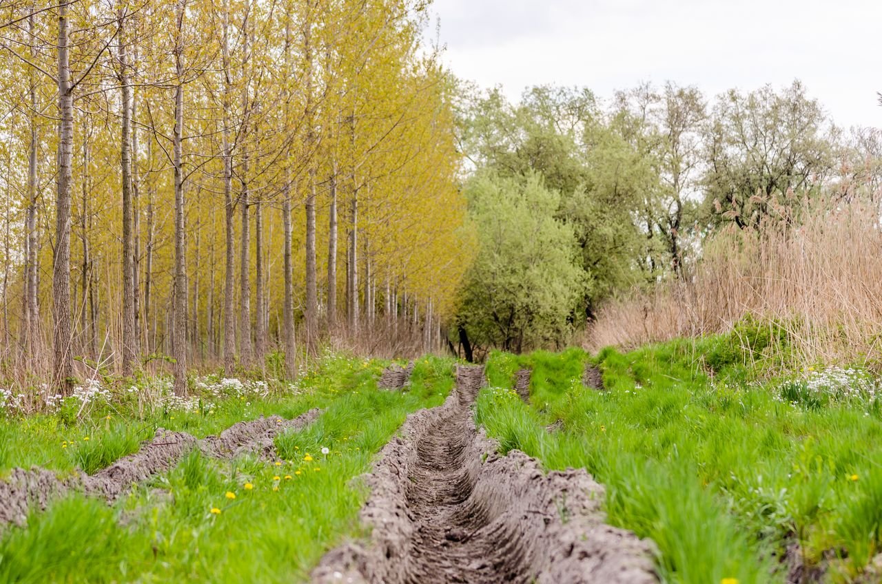A muddy trail through a vibrant spring forest in Novi Sad, Serbia, capturing nature's renewal.