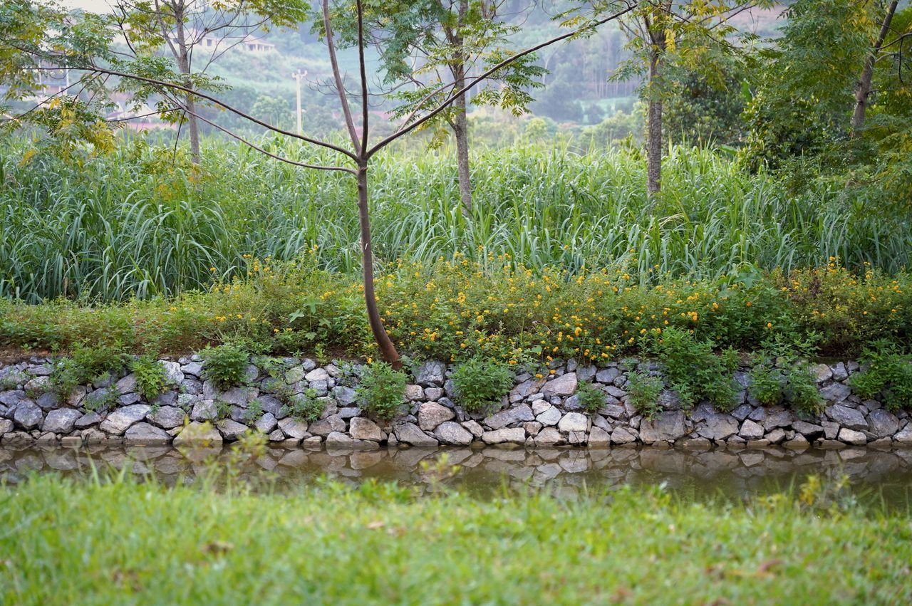 Services A tranquil scene with a stream and vibrant greenery in a peaceful park setting.