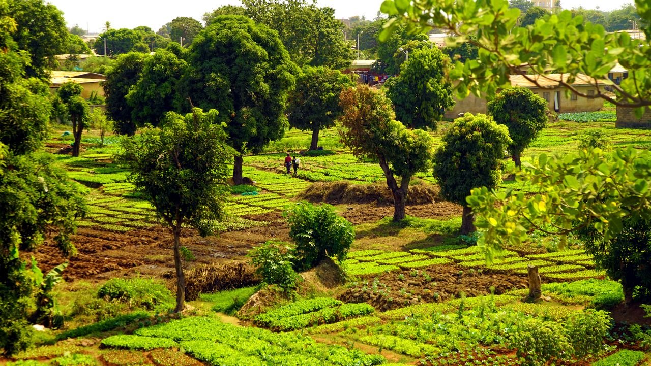 Services Lush green farmland with trees in Tenkodogo, exhibiting a rural landscape.