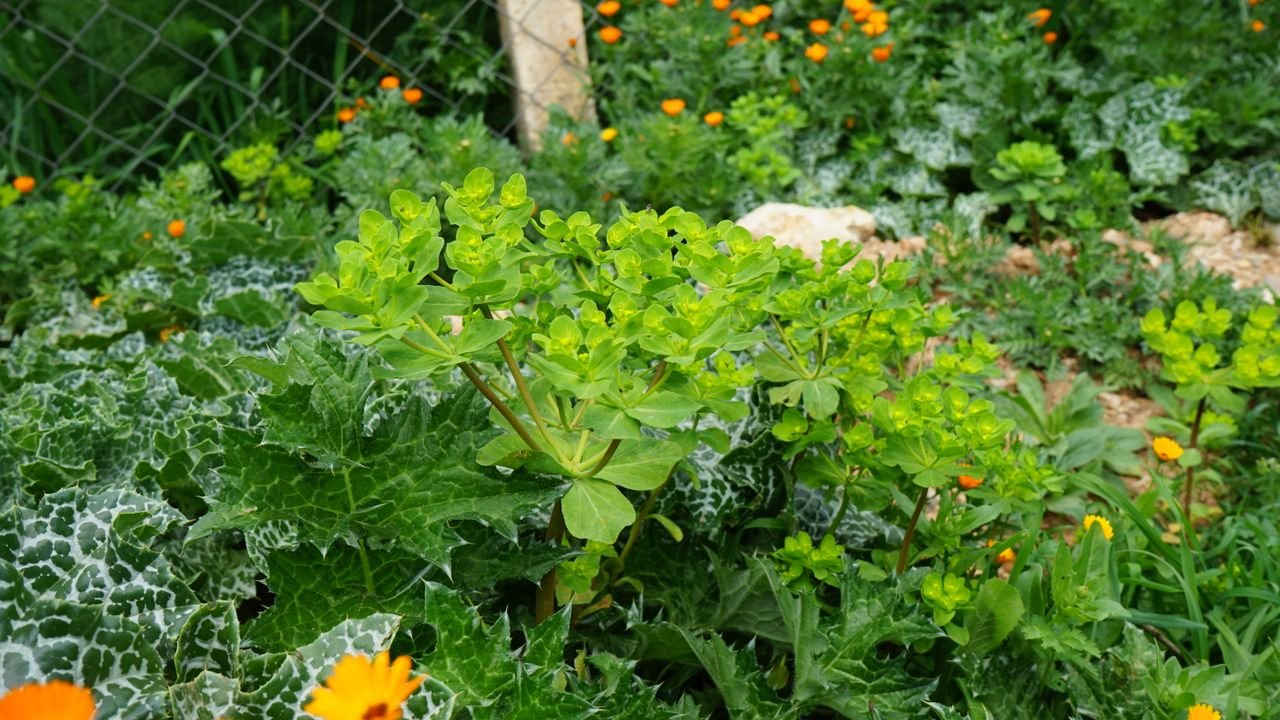 Services Vibrant garden scene with lush green plants and orange flowers, perfect for nature themes.