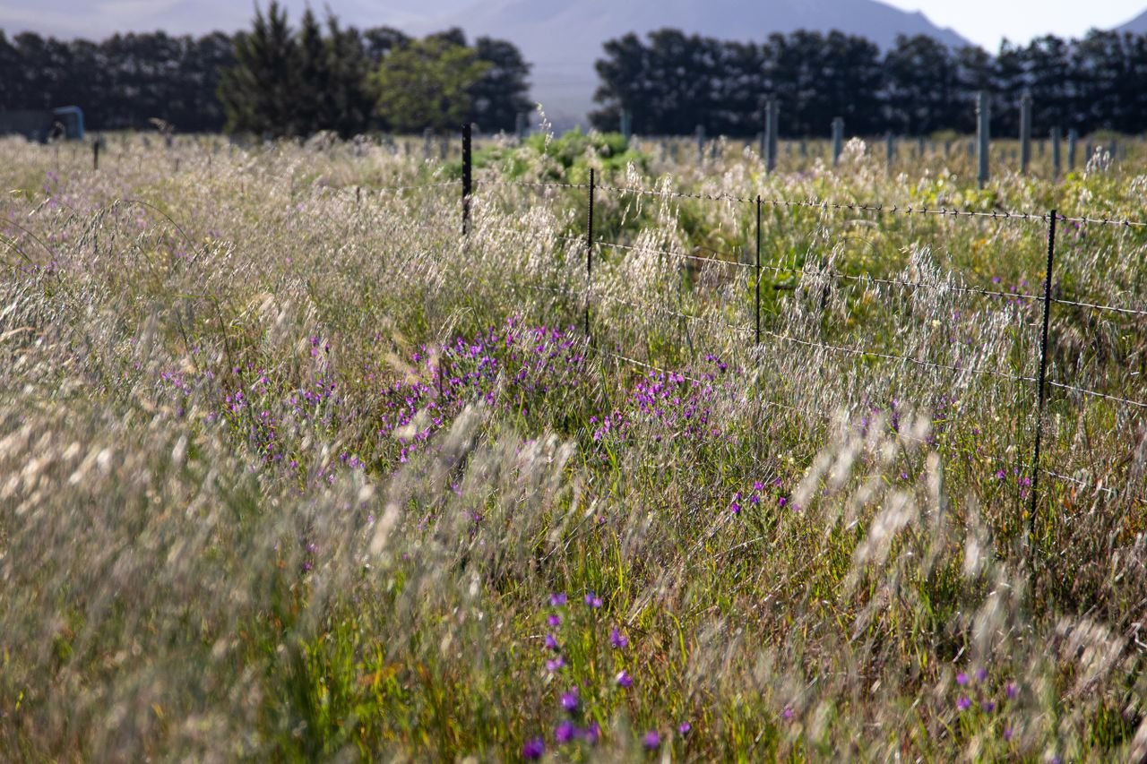Lush countryside field adorned with vibrant purple wildflowers and a rustic fence.